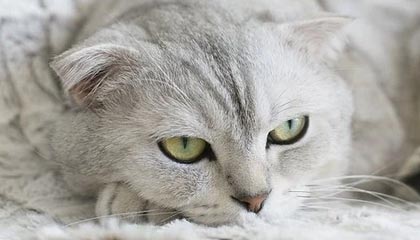 开云体育官方网-大众娱乐彩票app下载：开启幸运之门，畅享精彩人生