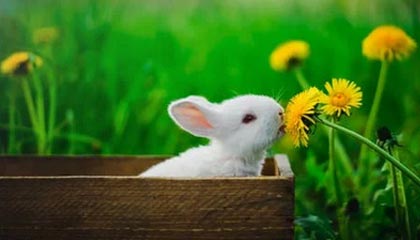 开云体育官方网址-开云体育试玩:零风险启程,畅享体育世界